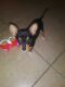 Chihuahua Puppies for sale in Bakersfield, CA, USA. price: $300