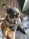 Chihuahua Puppies for sale in 214 Ems D17 Ln, Syracuse, IN 46567, USA. price: $400