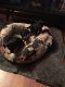 Chihuahua Puppies for sale in Waverly, NY 14892, USA. price: NA