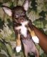 Chihuahua Puppies for sale in Capitol Heights, MD 20743, USA. price: $500