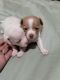 Chihuahua Puppies for sale in Warrington, FL, USA. price: NA