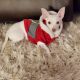 Chihuahua Puppies for sale in Woodland Hills, Los Angeles, CA, USA. price: NA