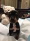 Chihuahua Puppies for sale in Pensacola, FL, USA. price: NA