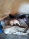 Chihuahua Puppies for sale in Pelzer, SC 29669, USA. price: $100