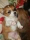 Chihuahua Puppies for sale in Tacoma, WA 98405, USA. price: $200