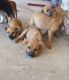 Chihuahua Puppies for sale in South Tucson, AZ 85713, USA. price: NA