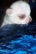 Chihuahua Puppies for sale in Sun City, AZ 85387, USA. price: NA