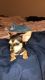 Chihuahua Puppies for sale in Surprise, AZ, USA. price: NA