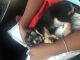 Chihuahua Puppies for sale in Salem, MA, USA. price: $400