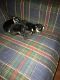 Chihuahua Puppies for sale in Waverly, NY 14892, USA. price: $250