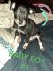 Chihuahua Puppies for sale in Weirton, WV 26062, USA. price: $300