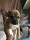 Chihuahua Puppies for sale in 214 Ems D17 Ln, Syracuse, IN 46567, USA. price: $350