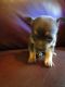 Chihuahua Puppies for sale in Columbus, GA 31906, USA. price: NA