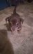 Chihuahua Puppies for sale in Lumberton, NC 28358, USA. price: $200
