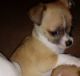 Chihuahua Puppies for sale in Asheboro, NC, USA. price: $350