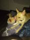 Chihuahua Puppies for sale in 3825 Cambridge St, Las Vegas, NV 89169, USA. price: NA