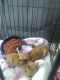Chihuahua Puppies for sale in Gainesville, FL, USA. price: NA