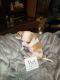 Chihuahua Puppies for sale in Opelika, AL, USA. price: $250