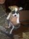 Chihuahua Puppies for sale in Thomson, GA 30824, USA. price: $300