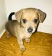 Chihuahua Puppies for sale in Wahiawa, HI 96786, USA. price: $100