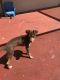 Chihuahua Puppies for sale in Miramar, FL, USA. price: NA