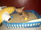 Chihuahua Puppies for sale in Wenatchee, WA 98801, USA. price: $200