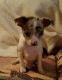 Chihuahua Puppies for sale in Marionville, MO 65705, USA. price: NA