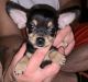 Chihuahua Puppies for sale in Fulton, NY 13069, USA. price: NA