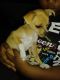 Chihuahua Puppies for sale in 3477 11th Ave S, St. Petersburg, FL 33711, USA. price: $150