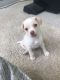 Chihuahua Puppies for sale in St Johns, FL 32259, USA. price: NA