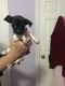 Chihuahua Puppies for sale in Shippensburg, PA 17257, USA. price: $600