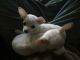 Chihuahua Puppies for sale in Marietta, NY 13110, USA. price: NA