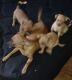 Chihuahua Puppies for sale in Stockton, CA, USA. price: $600