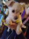 Chihuahua Puppies for sale in Pueblo, CO, USA. price: $200