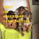 Chihuahua Puppies for sale in Duval Ave, Miami, FL 33157, USA. price: NA