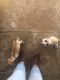Chihuahua Puppies for sale in Azusa, CA, USA. price: NA