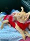 Chihuahua Puppies for sale in Mecca, CA 92254, USA. price: NA
