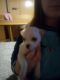 Chihuahua Puppies for sale in Rockford, IL, USA. price: $400