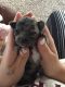 Chihuahua Puppies for sale in Appleton, WI, USA. price: NA