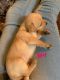Chihuahua Puppies for sale in 601 90th St, Albuquerque, NM 87121, USA. price: NA