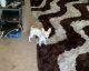 Chihuahua Puppies for sale in Felicita Ave, Spring Valley, CA 91977, USA. price: NA