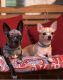 Chihuahua Puppies for sale in Newport News, VA, USA. price: NA