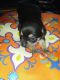 Chihuahua Puppies for sale in Vanderbilt, MI 49795, USA. price: NA