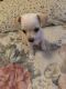 Chihuahua Puppies for sale in 17 Clark Ave, Cloverdale, CA 95425, USA. price: NA