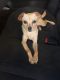Chihuahua Puppies for sale in Lauderhill, FL, USA. price: NA