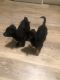 Chihuahua Puppies for sale in Waterbury, CT, USA. price: $300
