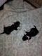 Chihuahua Puppies for sale in Clifton Heights, Cincinnati, OH 45219, USA. price: NA