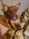 Chihuahua Puppies for sale in Kissimmee, FL 34746, USA. price: $300