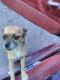 Chihuahua Puppies for sale in Goldsboro, NC 27530, USA. price: NA