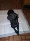 Chihuahua Puppies for sale in Toledo, OH, USA. price: NA